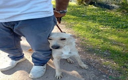 Labrador cani in regalo: Biden, dolcissimo cucciolone simil labrador a Provincia di Latina - Immagine 6