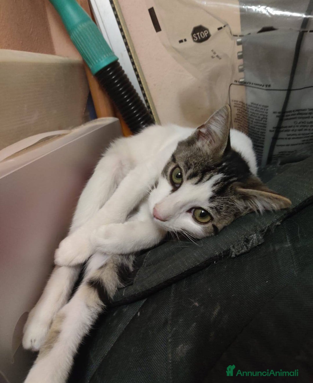 Europeo gatti in regalo: PACO, adorabile gattino da adottare! - Annuncio 7