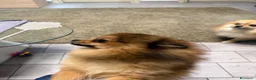 Volpino Pomerania cani in vendita: Vendo cuccioli di Pomerania  - Annuncio 1