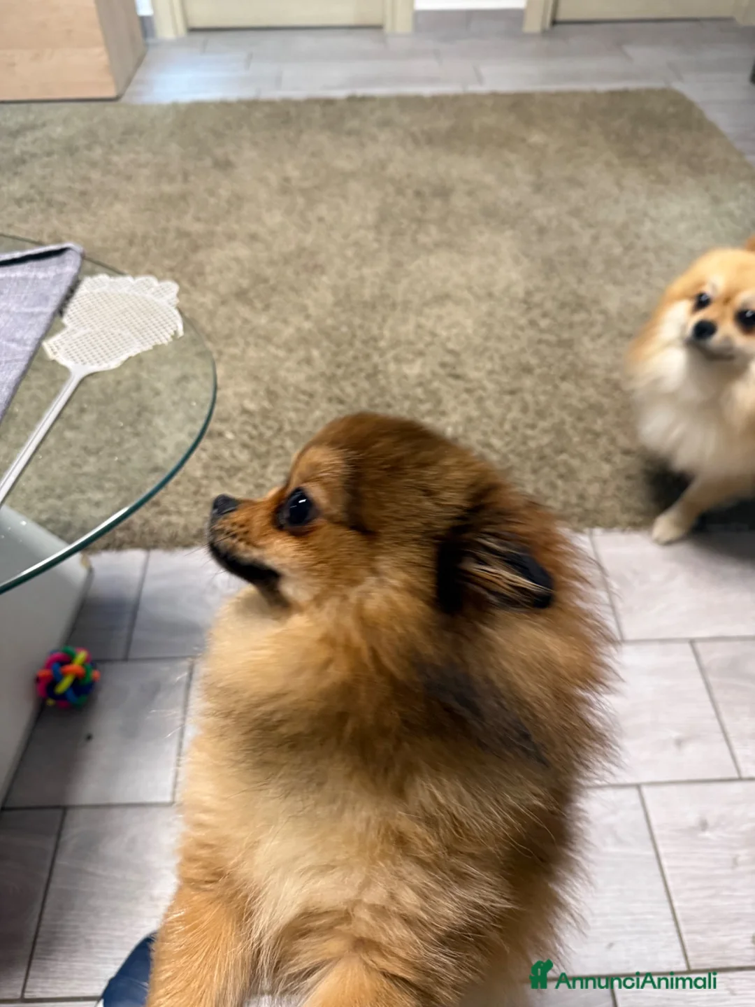 Volpino Pomerania cani in vendita: Vendo cuccioli di Pomerania  - Annuncio 1
