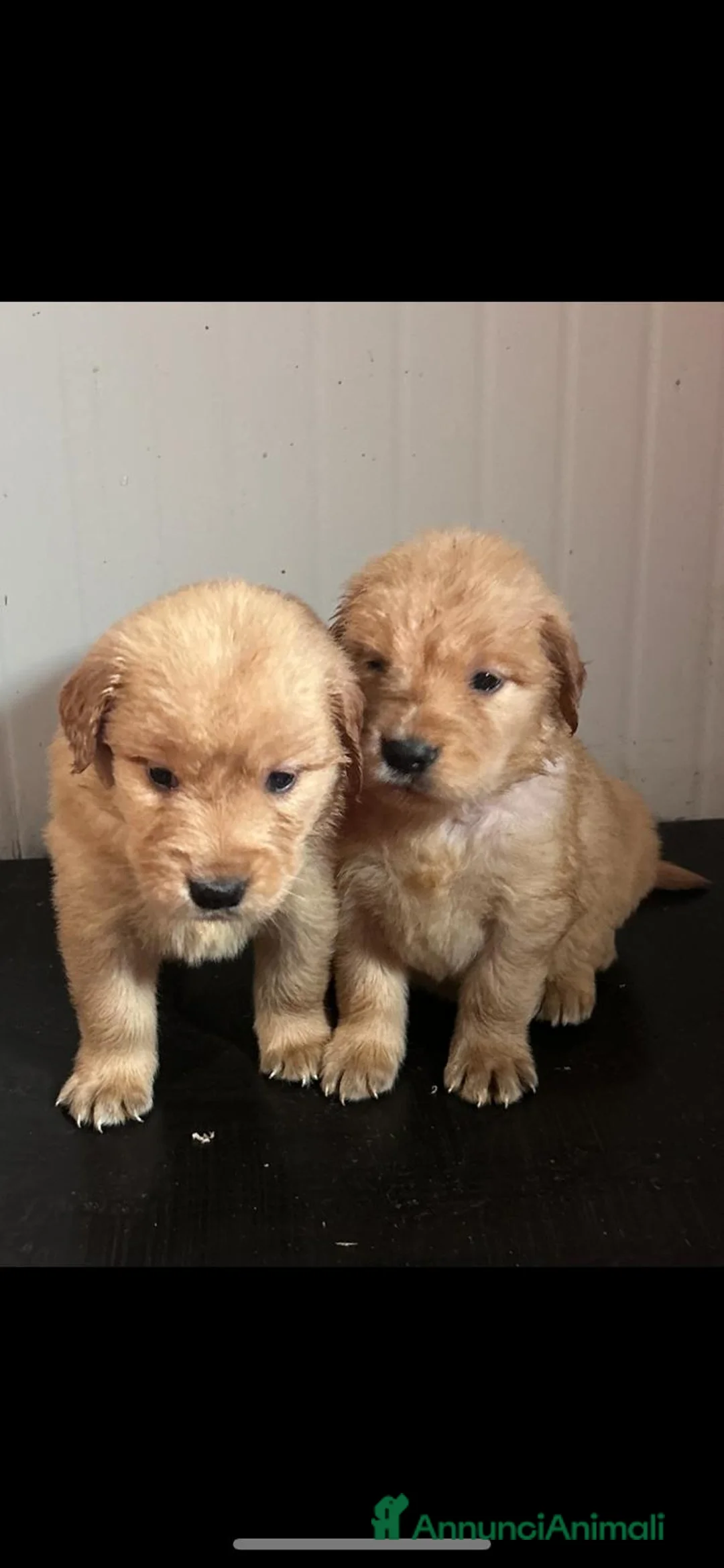 Golden Retriever cani in vendita: Golden Retriever 100% Americani con Pedigree Enci - Annuncio 6