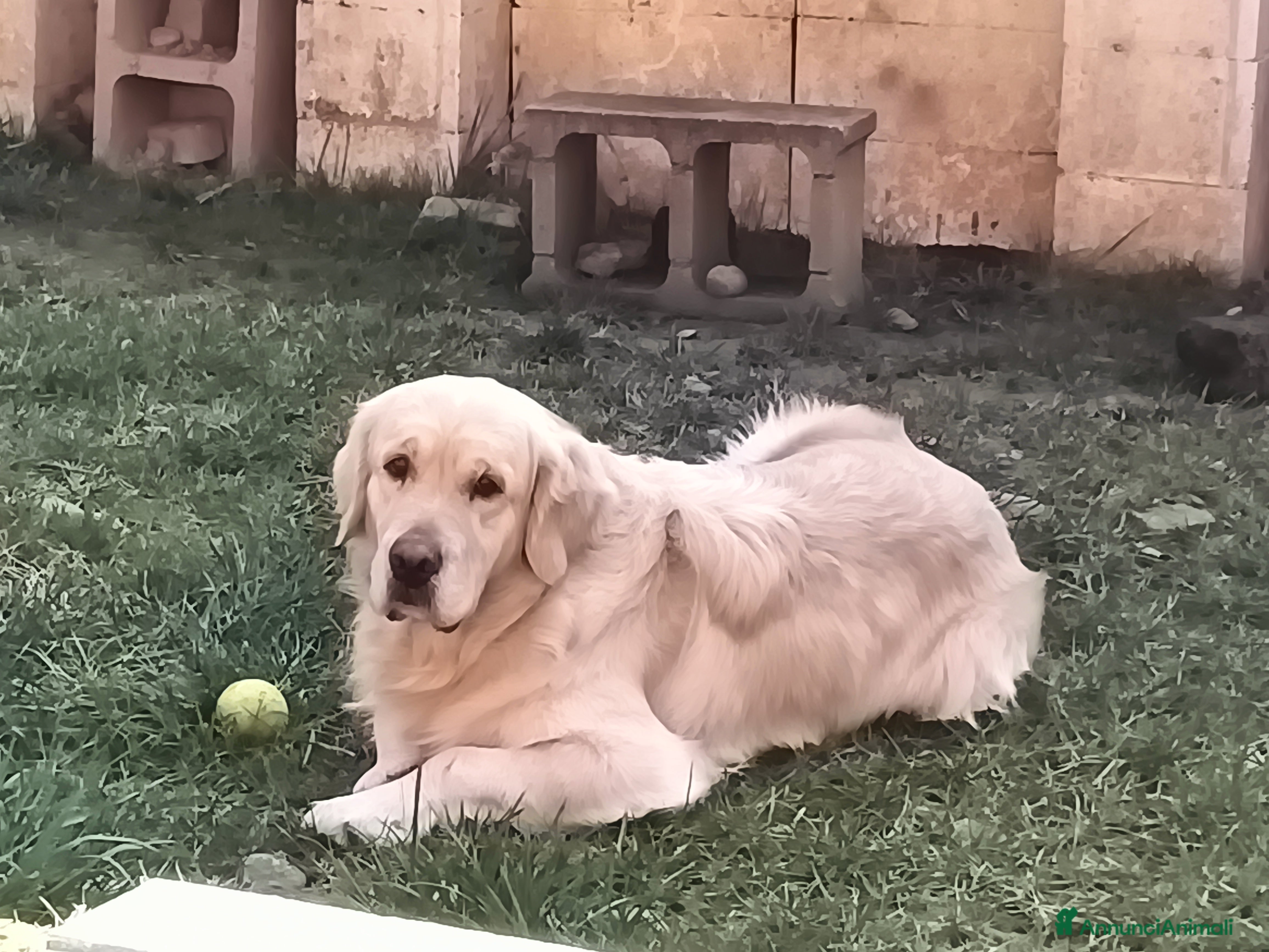 Altre razze gatti Golden retriever  a Città Metropolitana di Torino - Annuncio 1