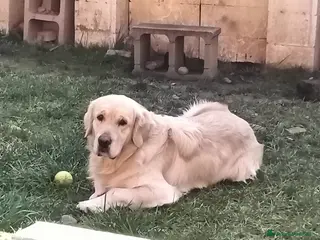 Altre razze gatti Golden retriever a Città Metropolitana di Torino - Annuncio 1