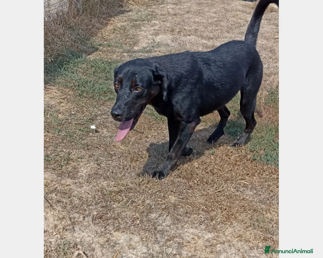 Meticcio cani in regalo: SORAYA, bellissima cagnolona in cerca di casa a Latina - Annuncio 4