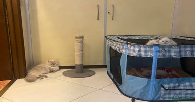 Siberiano gatti a Città Metropolitana di Torino - Annuncio 4