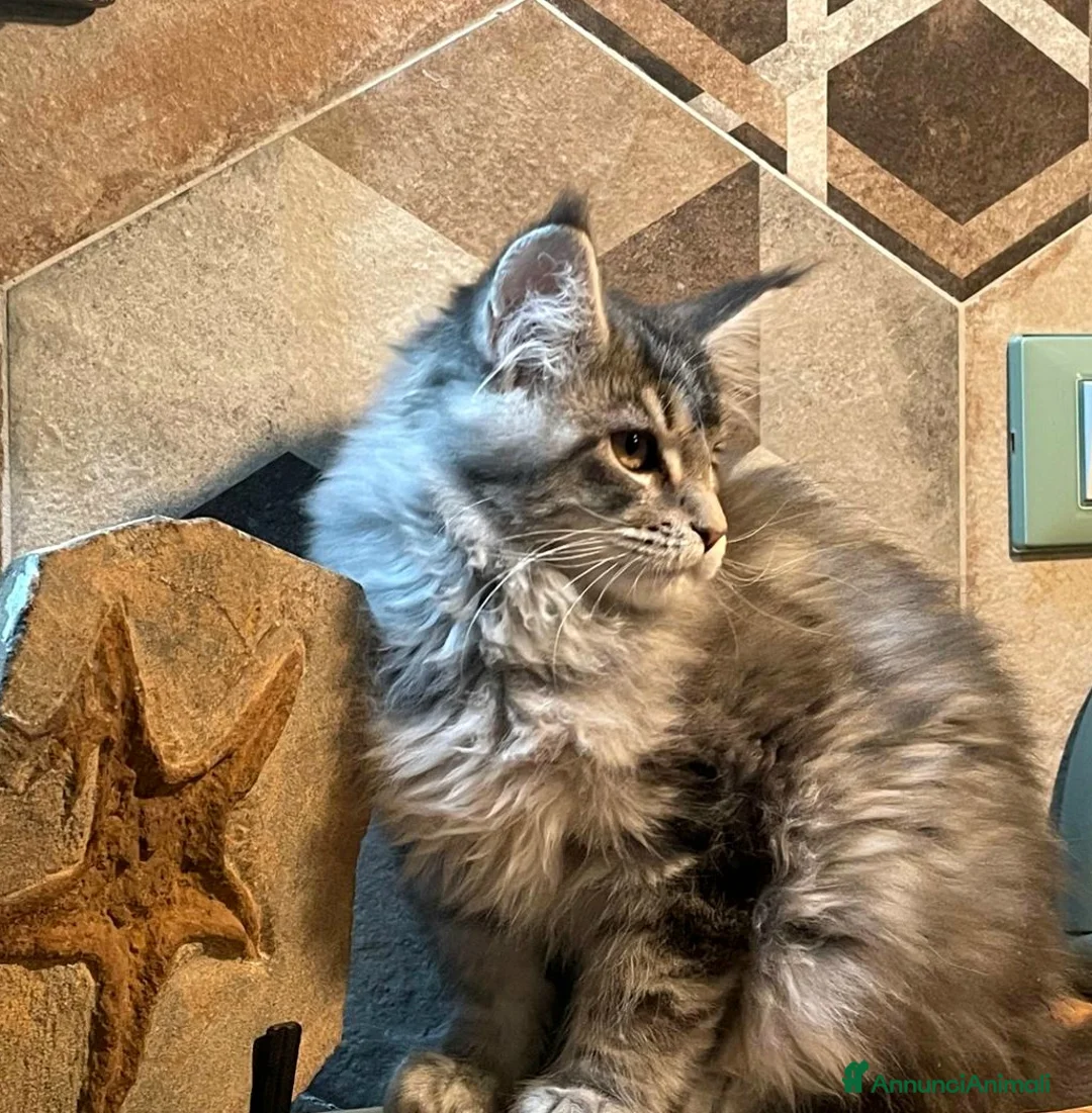 Maine Coon gatti in vendita: Cucciola di Maine Coon linea estera - Annuncio 2