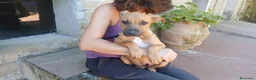 Meticcio cani in regalo: VICTOR HA BISOGNO DI UNA MAMMA E DI UN PAPA' - Annuncio 3