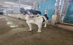 Meticcio cani in regalo: Coffee: super dolce con tutti  a Città Metropolitana di Genova - Immagine 8