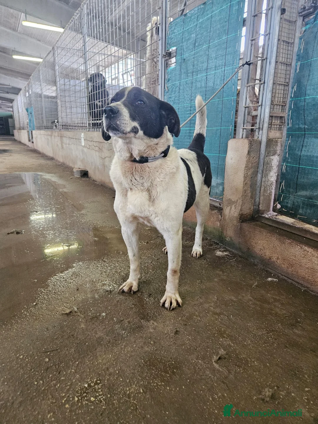 Meticcio cani in regalo: Coffee: super dolce con tutti  - Annuncio 8