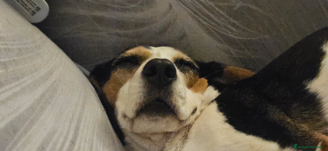 Meticcio cani in regalo: CUCCIOLI,  URGENTE: TEMPO SCADUTO! - Annuncio 14