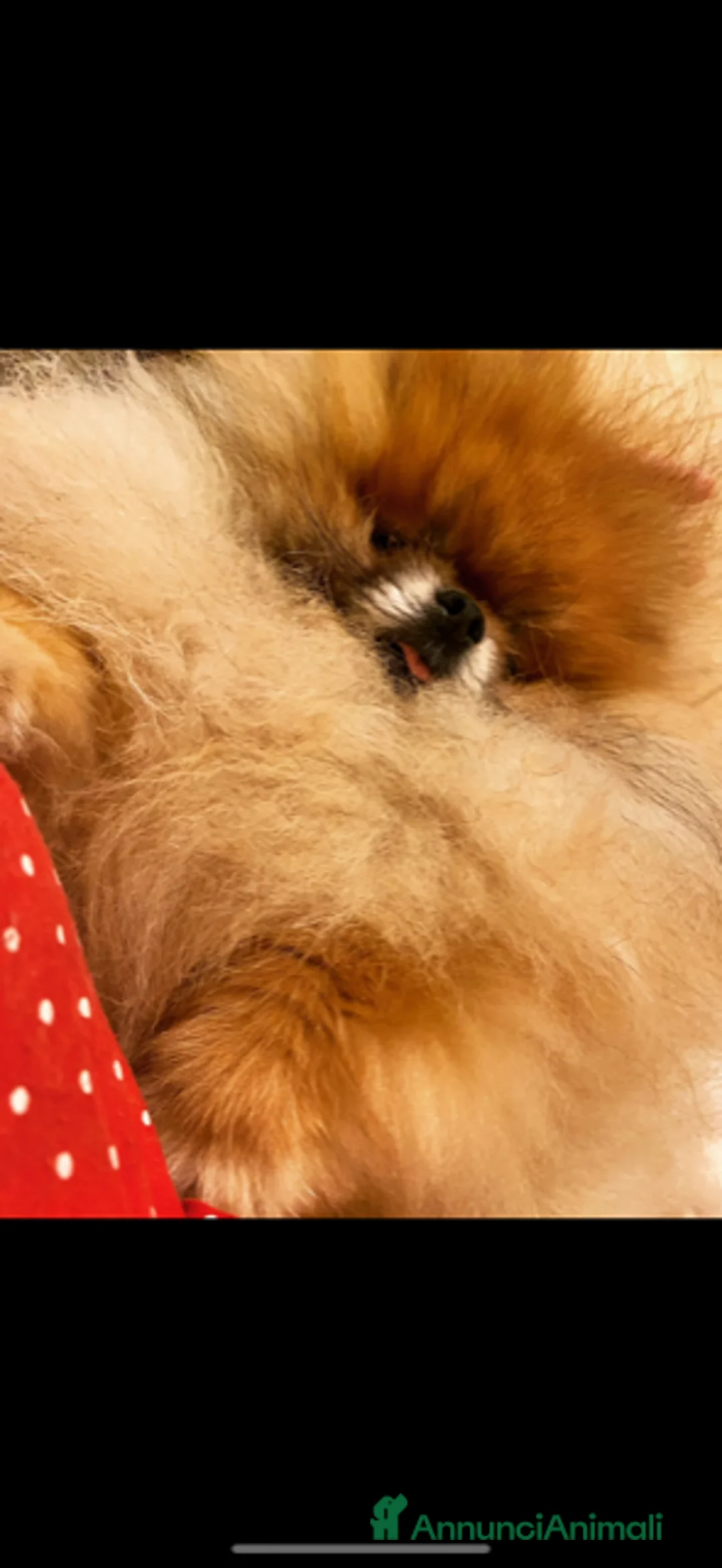 Volpino Pomerania cani in vendita: Spitz tedesco nano toy crema sable selezionato - Annuncio 3