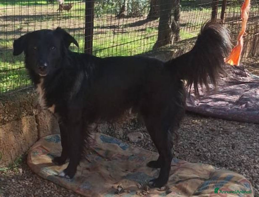 Meticcio cani in regalo: Sansone cagnolino speciale adatto a tutti - Annuncio 13