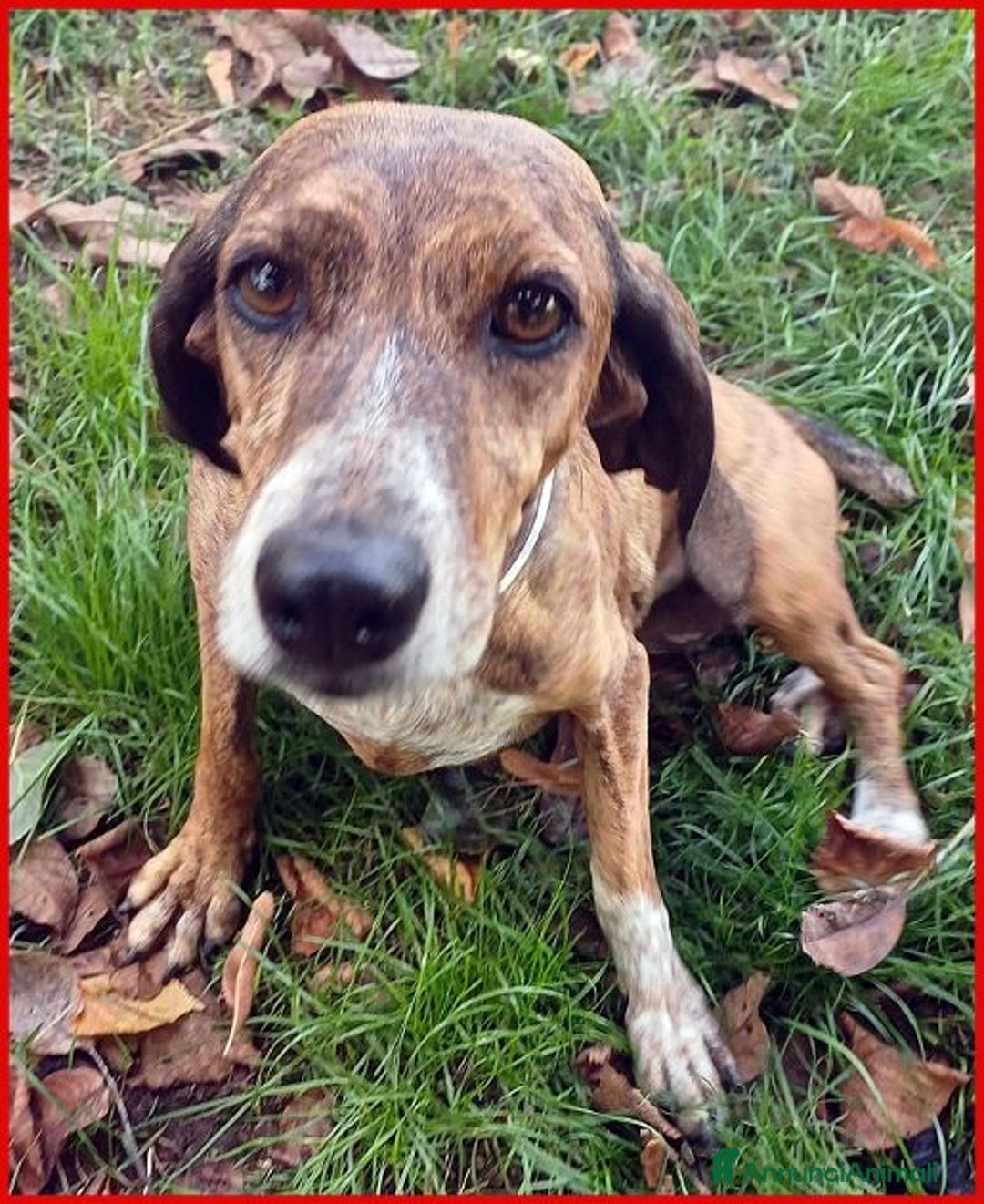 Meticcio cani in regalo: SVITOL dolcissima e vivace - Annuncio 7