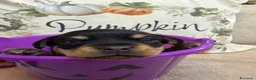 Meticcio cani in vendita: Cuccioli Pincher chihuahua  - Annuncio 2