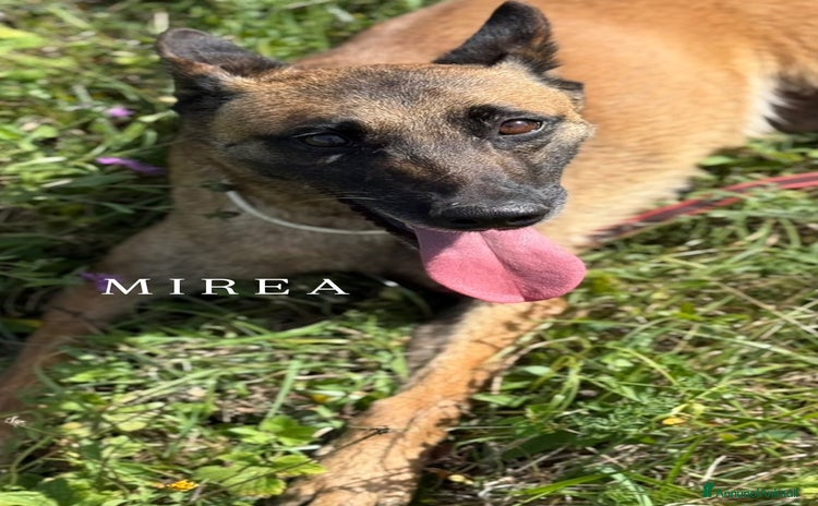 Pastore Belga cani - Annuncio 1