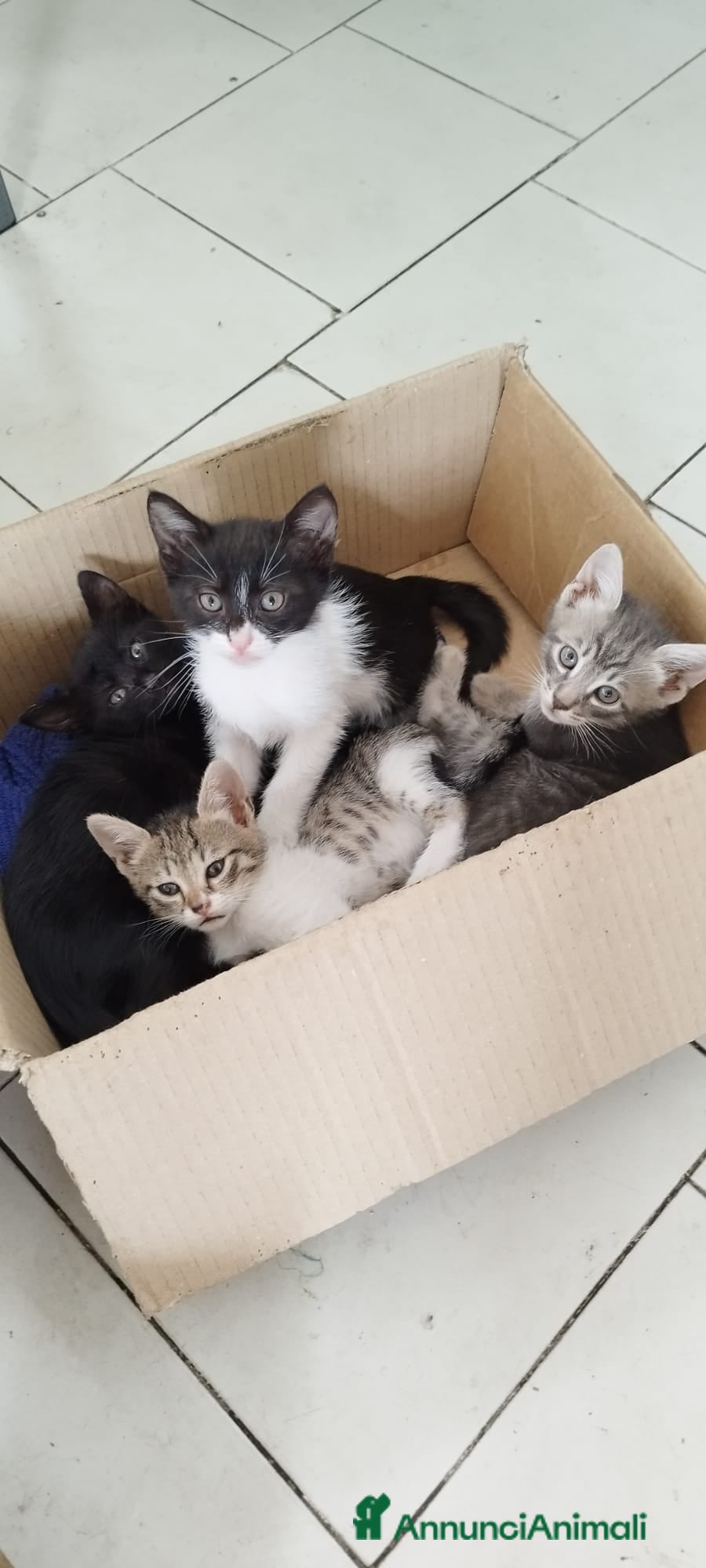 Europeo gatti GATTINI CERCANO CASA - Annuncio 2