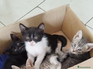 Europeo gatti GATTINI CERCANO CASA - Annuncio 4