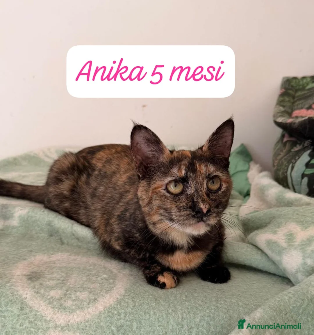 Europeo gatti in regalo: Tanti gattini desiderosi di trovare casa  - Annuncio 4