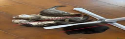 Europeo gatti in regalo: Gattina in regalo a Provincia di Parma - Annuncio 6