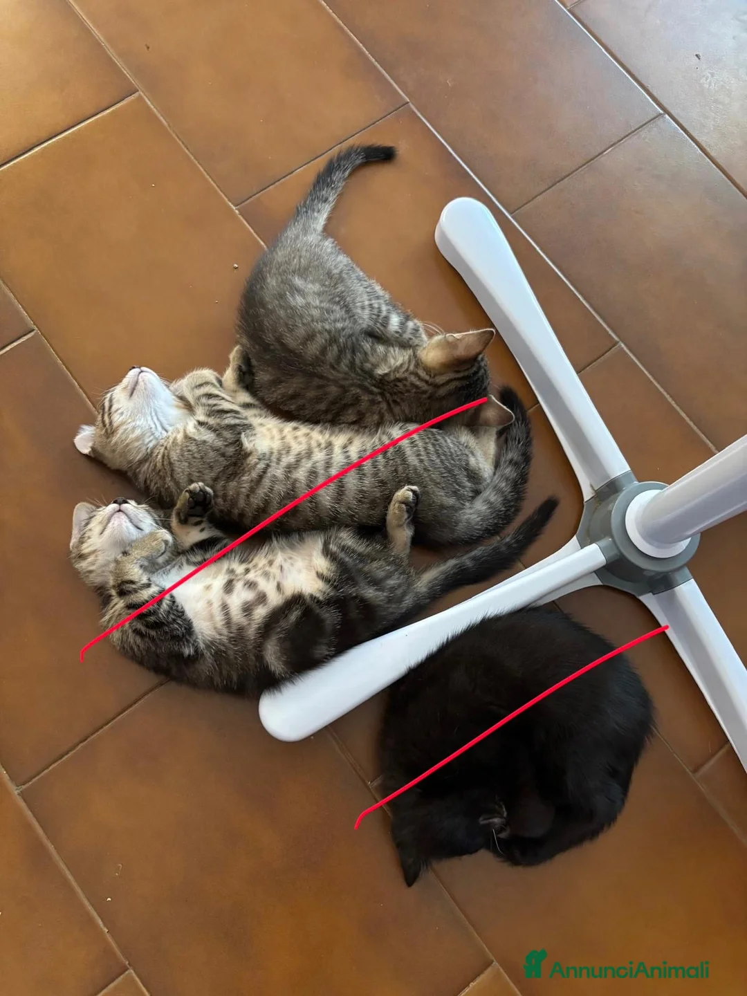 Europeo gatti in regalo: Gattina in regalo a Provincia di Parma - Annuncio 6