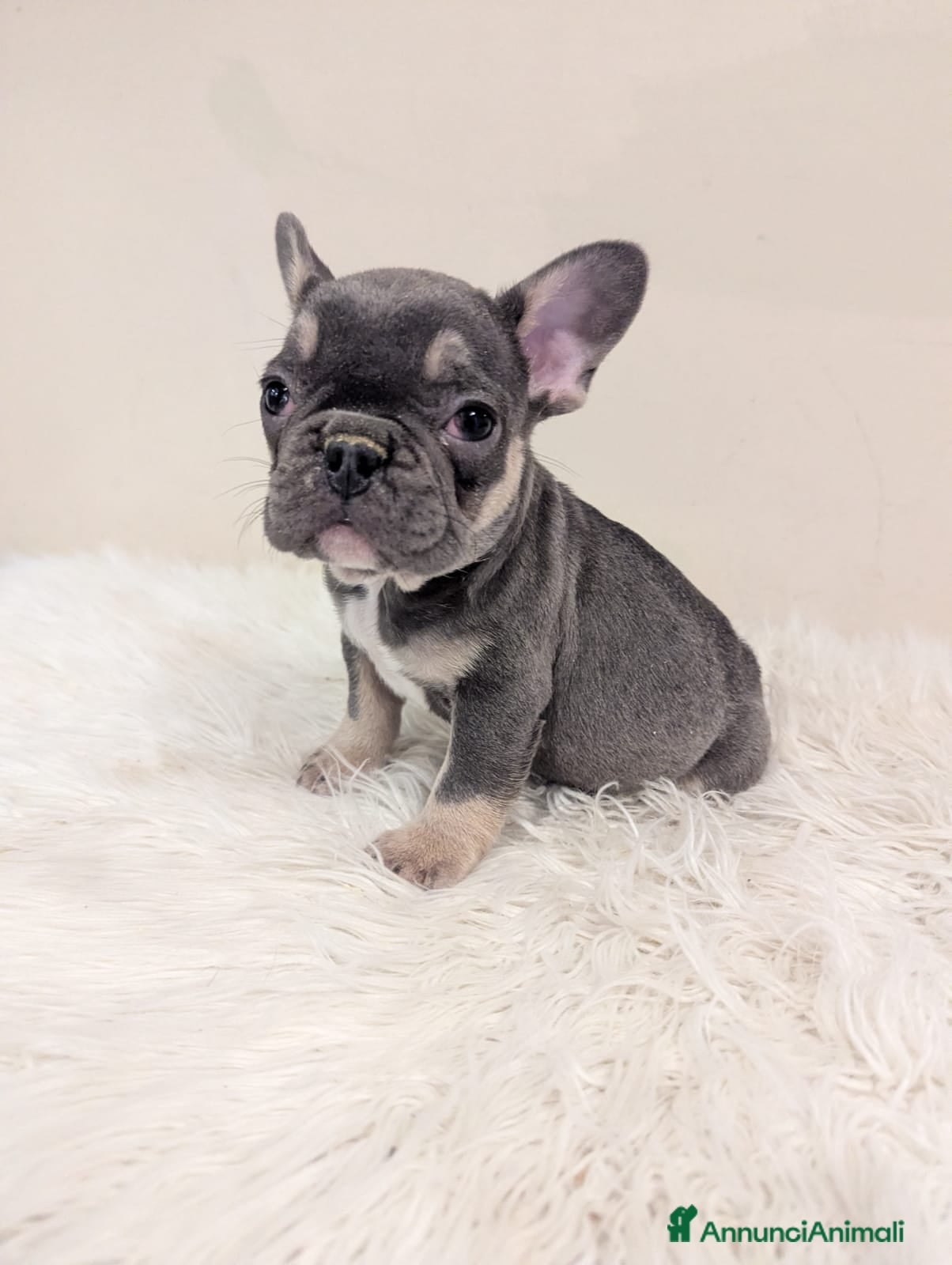 Bulldog Francese cani Bulldog francese blu and tan - Annuncio 2