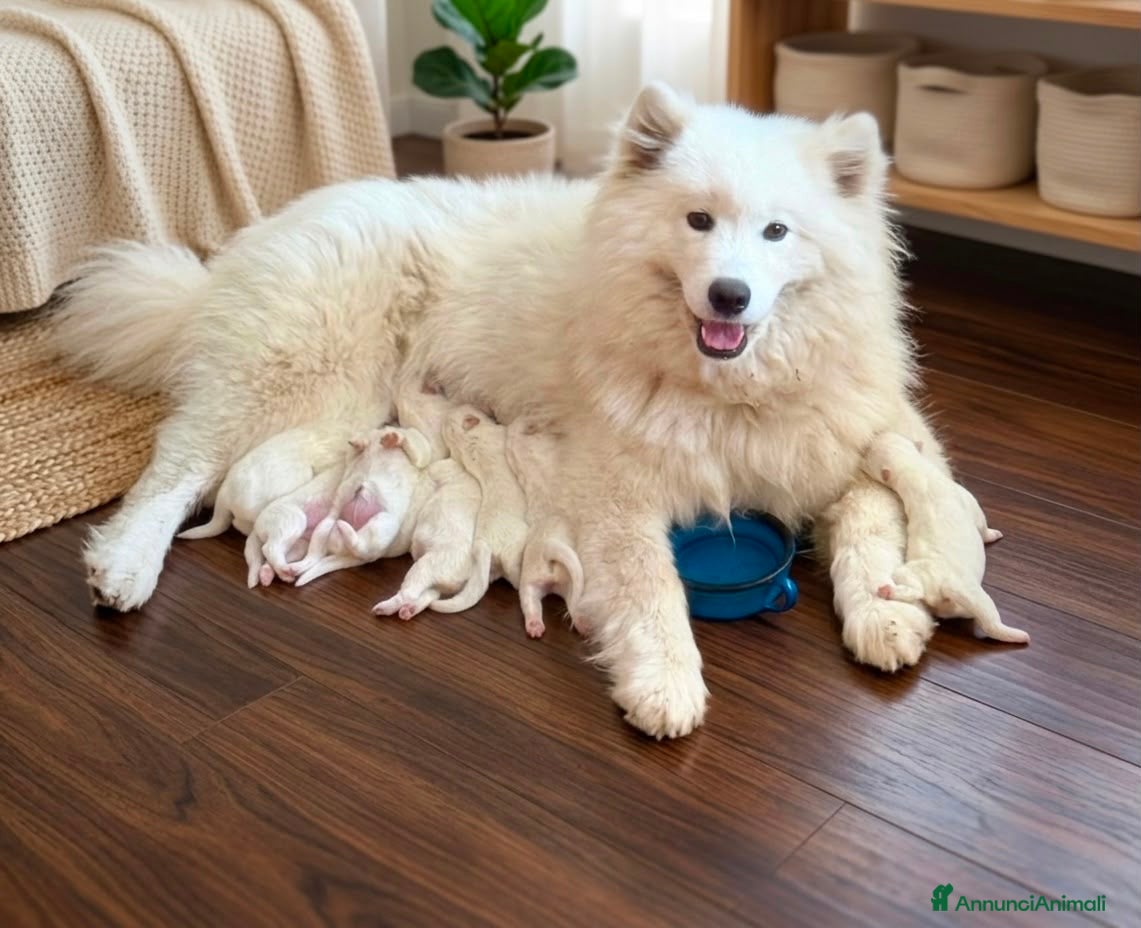 Samoiedo cani Cuccioli di Samoiedo - Annuncio 3