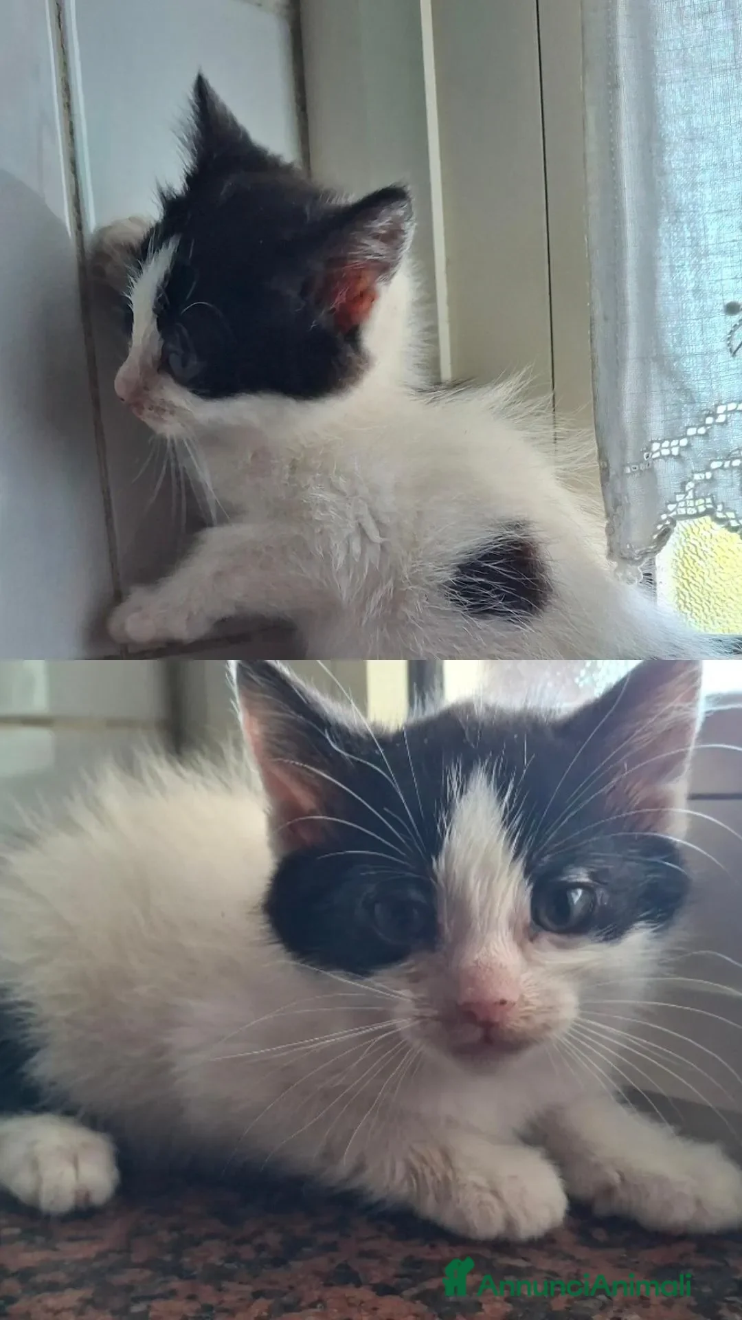 Persiano gatti in regalo: Regalo gattini Salerno a Provincia di Salerno - Annuncio 2