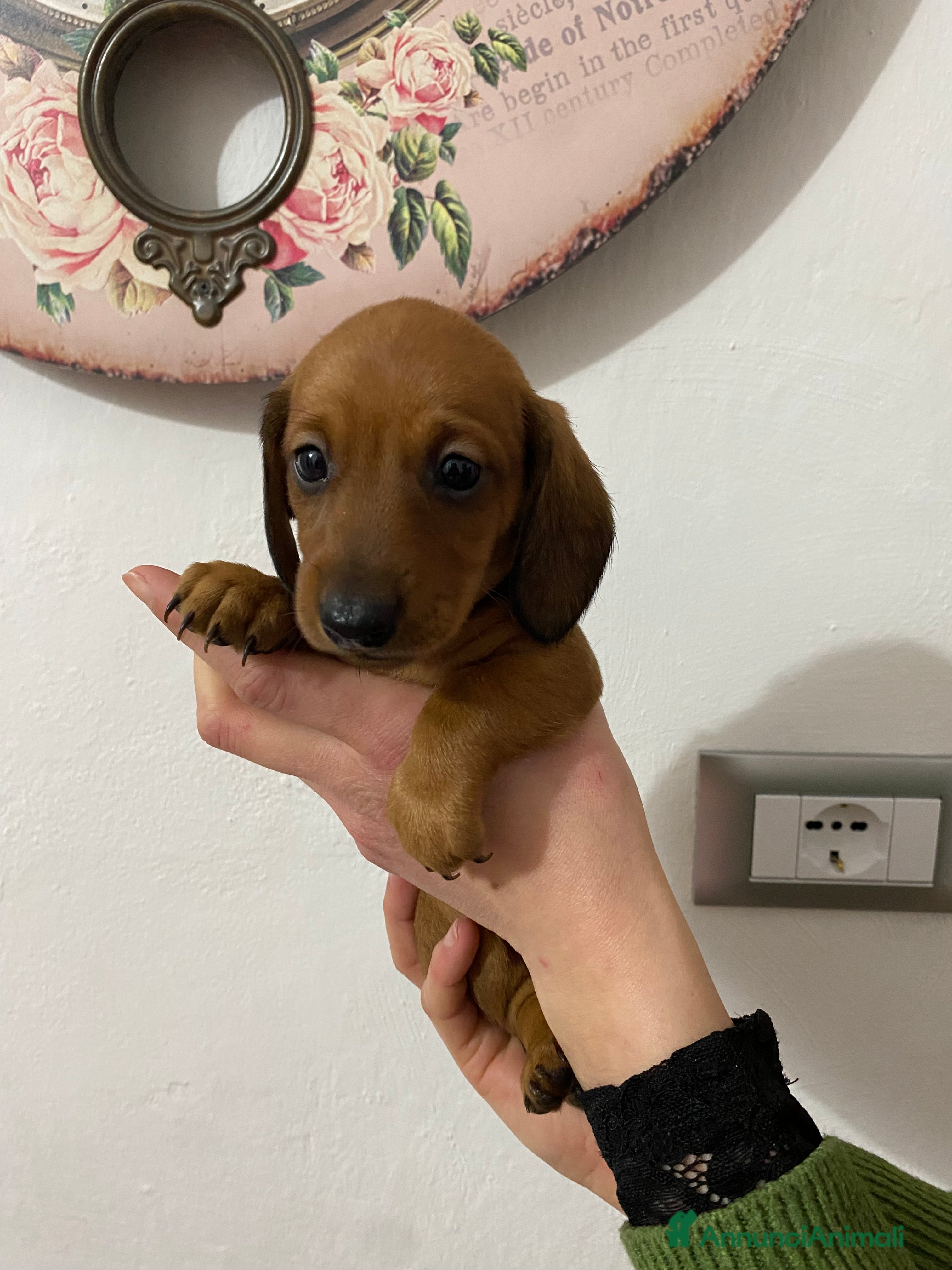 Bassotto cani Bassotto nano tedesco - Annuncio 27