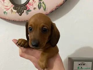 Bassotto cani Bassotto nano tedesco - Annuncio 2