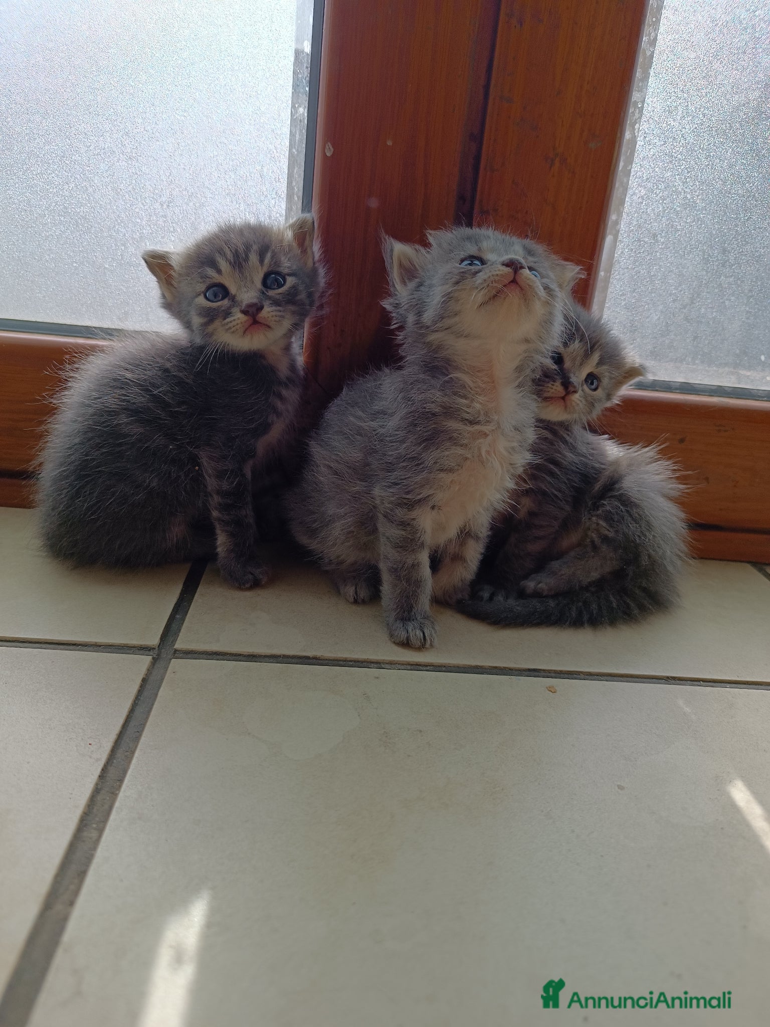 Certosino gatti Gattini - Annuncio 2