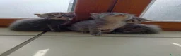 Certosino gatti in vendita: Gattini Svezzati e abituati alla lettiera  - Annuncio 1