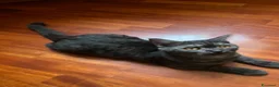 Scottish gatti in vendita: cucciola di scottish straigh+kit - Annuncio 3