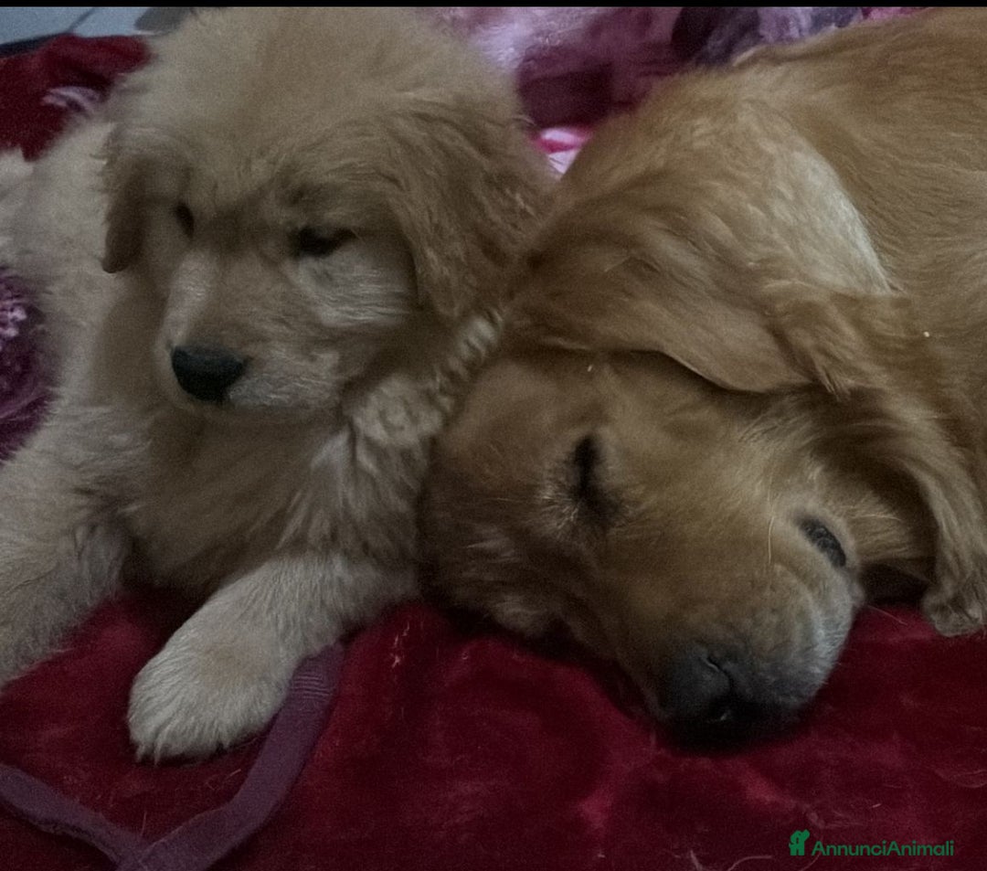 Golden Retriever cani in vendita: Golden Retriever - Americani 100% - Annuncio 3