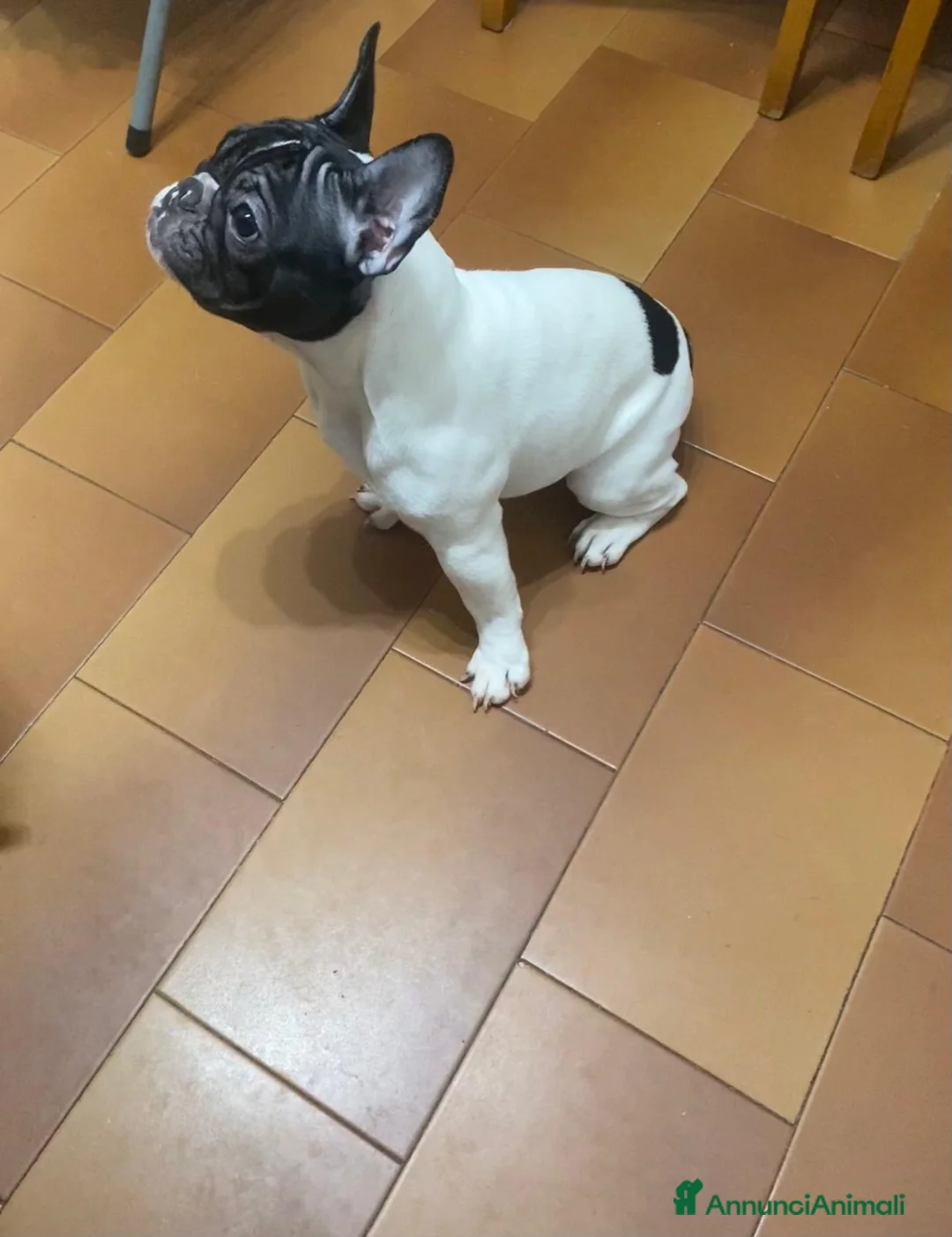 Bulldog Francese cani in vendita: Bulldog francese cucciolo  - Annuncio 1
