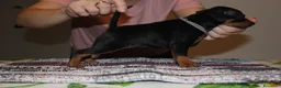 Pinscher Miniatura cani in vendita: Pinscher nano  - Annuncio 20