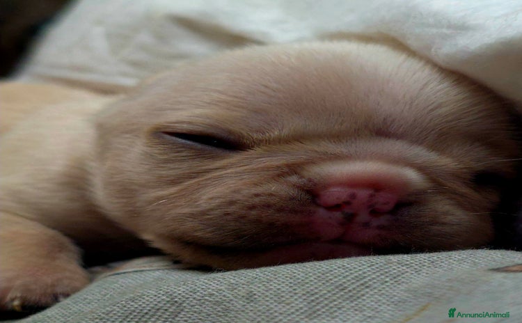 Bulldog Francese cani - Annuncio 18