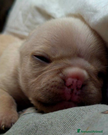 Bulldog Francese cani - Annuncio 18