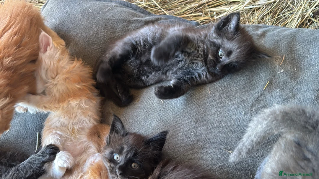 Maine Coon gatti in vendita: Cuccioli di Maine coon con pedigree - vari colori  - Annuncio 2