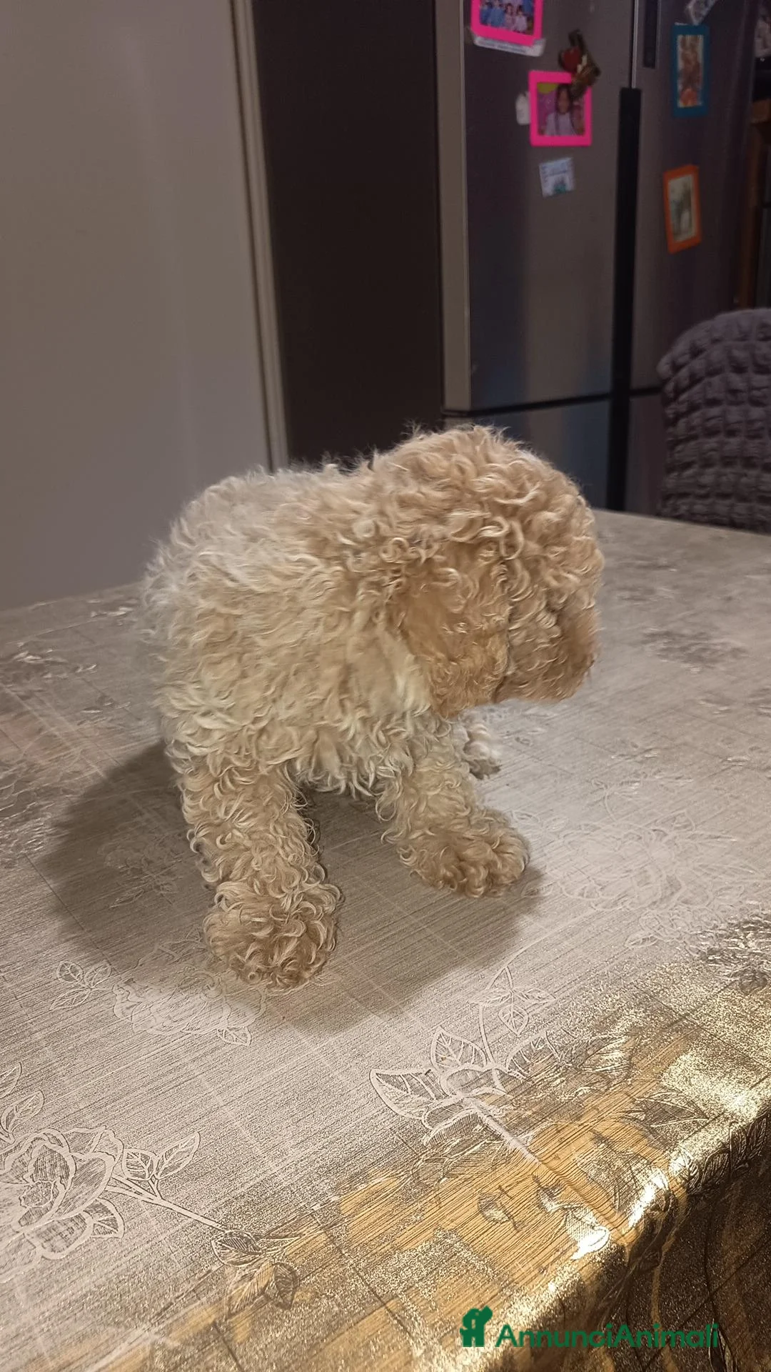 Barboncino cani in vendita: Barboncino - Annuncio 2