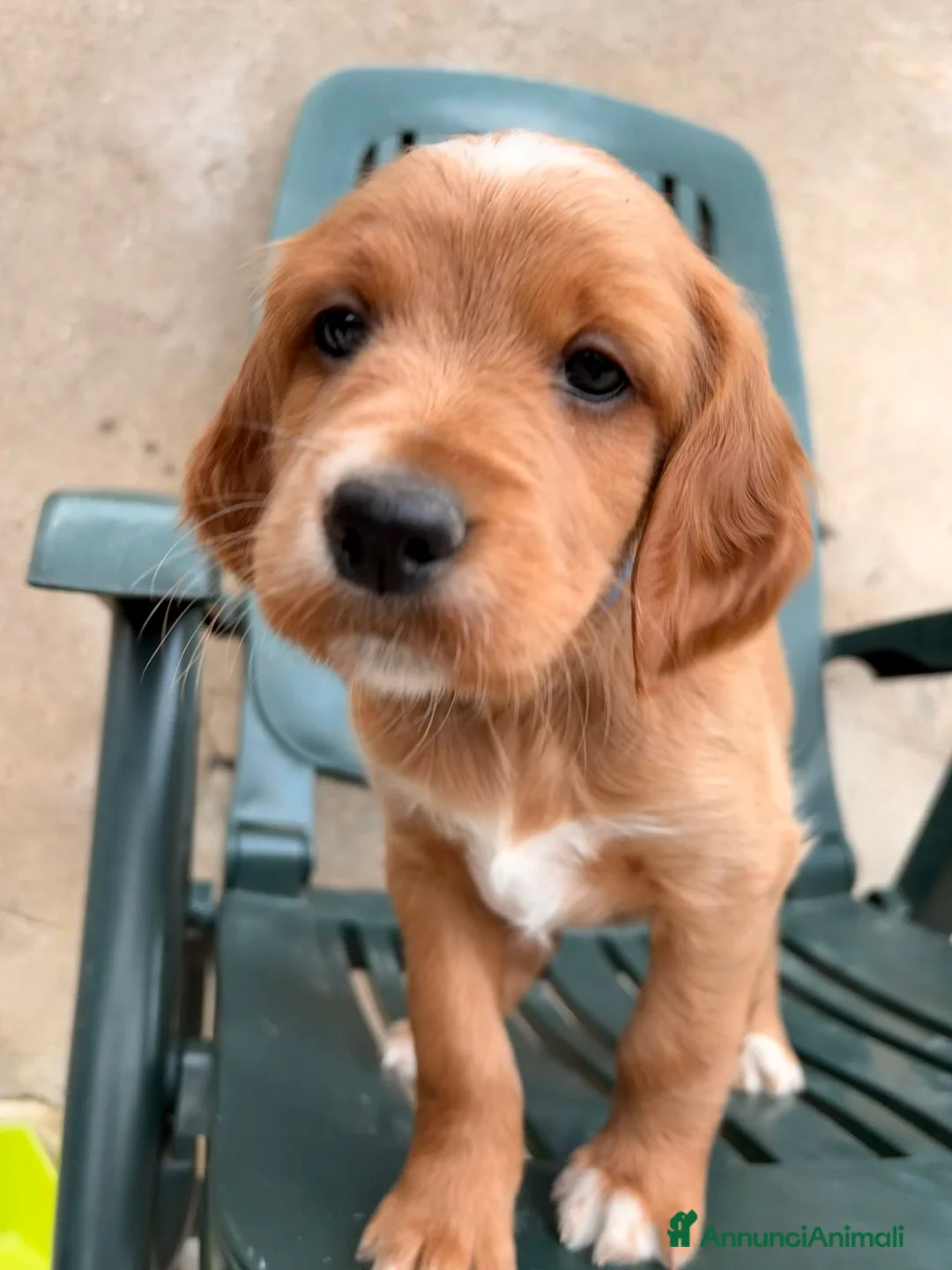 Setter Irlandese cani in vendita: Cuccioli di Setter Irlandesi - Annuncio 6