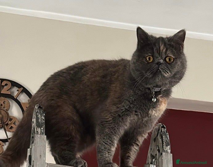 Persiano gatti Cuccioli persiani exotic shorthair - Annuncio 36