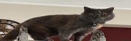 Persiano gatti in vendita: Cuccioli persiani exotic shorthair - Annuncio 1