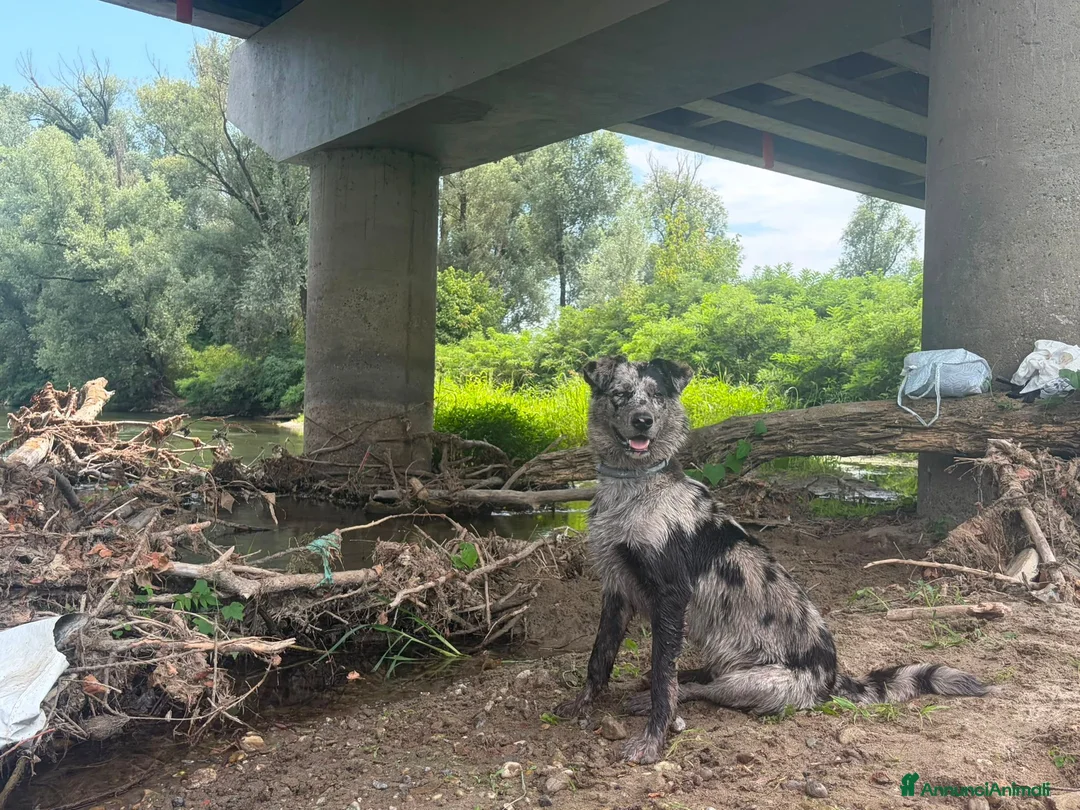 Meticcio cani in regalo: Kaos cerca casa in regalo a Provincia di Cremona - Annuncio 2