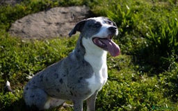 Meticcio cani in regalo: TALA, meravigliosa cagnolona tanto dolce! a Città Metropolitana di Firenze - Immagine 11