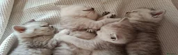 Scottish gatti in vendita: Scottish HIGHLAND FOLD CHINCHILLA + kit REGALO !!! - Annuncio 8