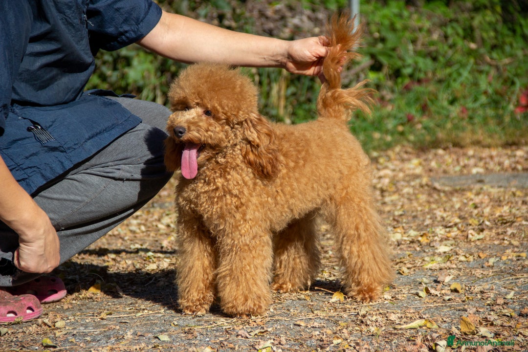 Barboncino cani in vendita: Cucciolo Barboncino Nano nato il 31/01/2025 - Annuncio 3