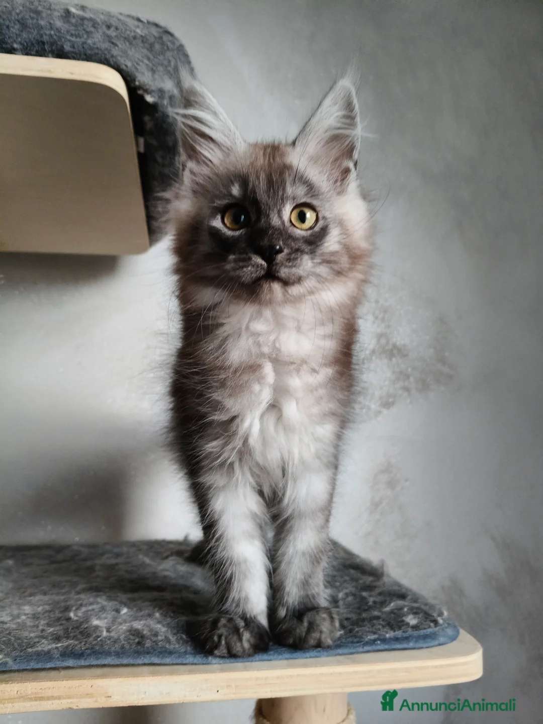 Maine Coon gatti in vendita: Cucciola Maine Coon Black Smoke  - Annuncio 10