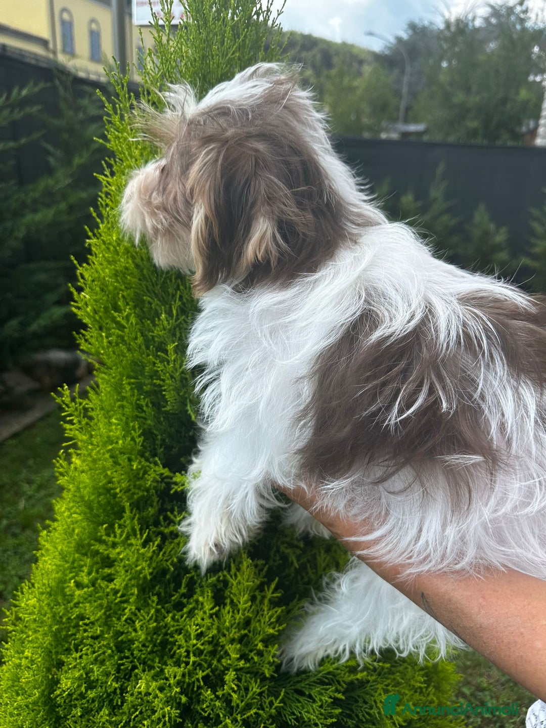 Yorkshire cani in vendita: Maschi di Yorkshire biewer  a Provincia di Bergamo - Immagine 8