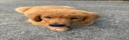Golden Retriever cani in vendita: cucciolo di golden retriver maschio a Provincia di Treviso - Annuncio 5