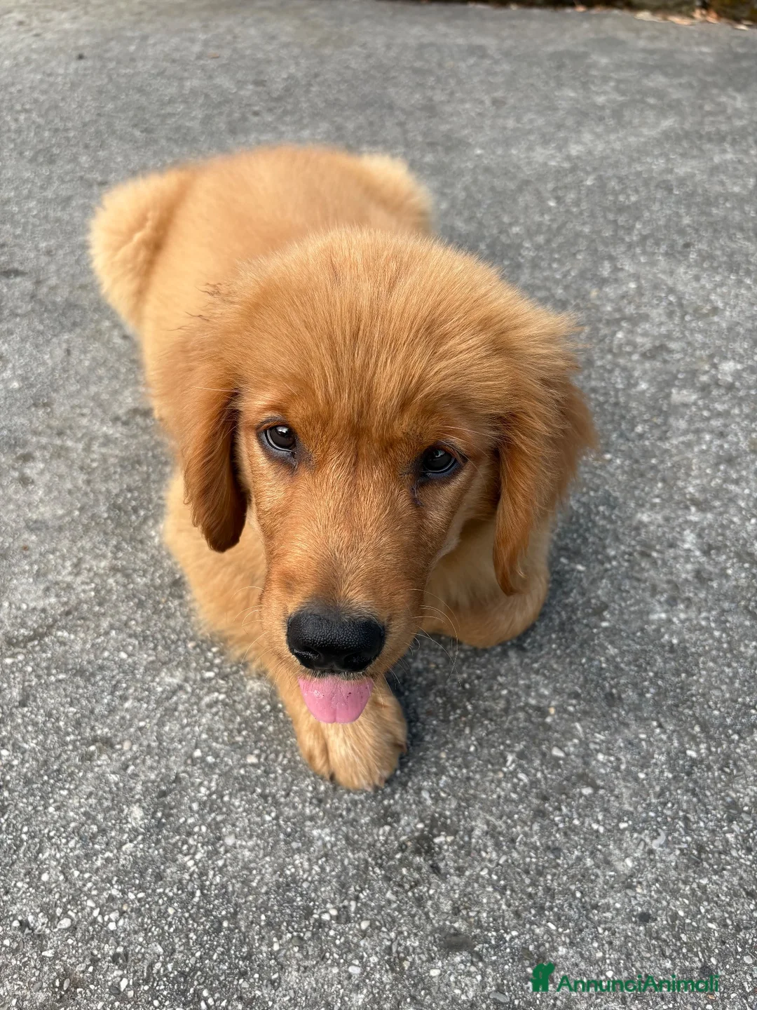 Golden Retriever cani in vendita: cucciolo di golden retriver maschio a Provincia di Treviso - Annuncio 5